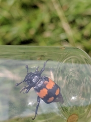 Nicrophorus hebes