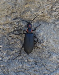 Lytta cribrata