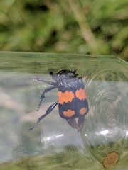 Nicrophorus hebes