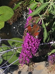 Aglais io