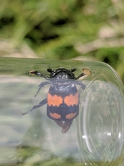 Nicrophorus hebes