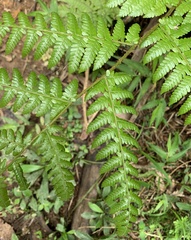 Cyathea borinquena