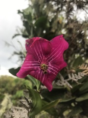 Symbolanthus anomalus