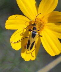 Chauliognathus scutellaris