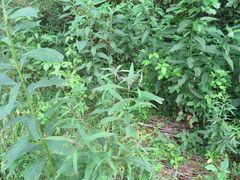 Vernonia flaccidifolia