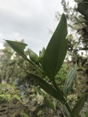 Symbolanthus anomalus