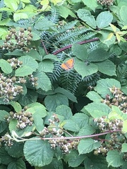 Pyronia tithonus