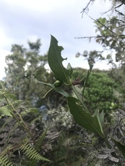 Symbolanthus anomalus