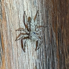 Platycryptus undatus