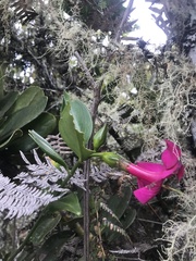 Symbolanthus anomalus