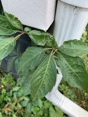 Parthenocissus quinquefolia