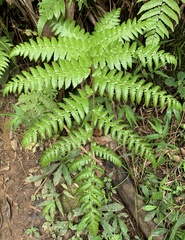 Cyathea borinquena