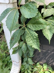 Parthenocissus quinquefolia