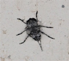 Sternidius mimeticus