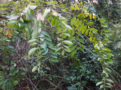 Bridelia tomentosa