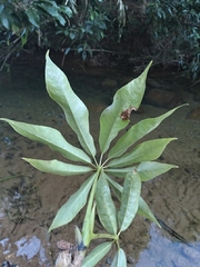 Sciodaphyllum