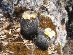 Coryphantha clavata clavata