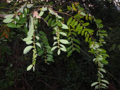 Bridelia tomentosa