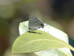 Paiwarria aphaca