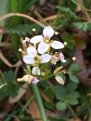 Cardamine microphylla
