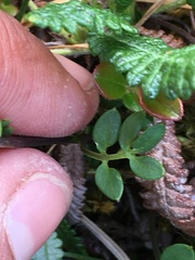 Cardamine microphylla