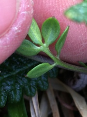 Cardamine microphylla