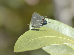 Paiwarria aphaca