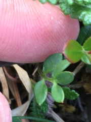 Cardamine microphylla