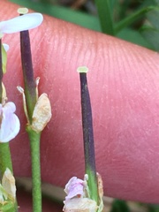 Cardamine microphylla