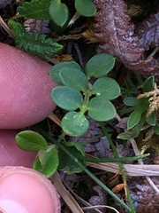 Cardamine microphylla