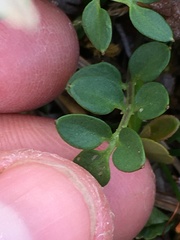 Cardamine microphylla
