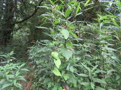 Aristolochia tomentosa
