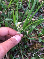 Cardamine microphylla