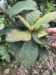 Clethra rugosa