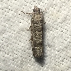 Retinia gemistrigulana