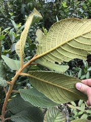Clethra rugosa