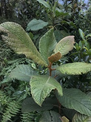 Clethra rugosa