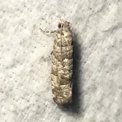 Retinia gemistrigulana