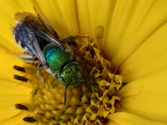 Agapostemon virescens