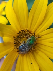 Agapostemon virescens