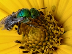 Agapostemon virescens
