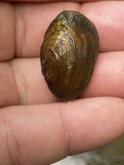 Toxolasma cylindrellum