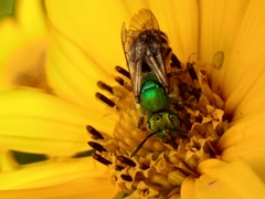 Agapostemon virescens