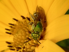 Agapostemon virescens