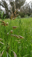 Bromus carinatus