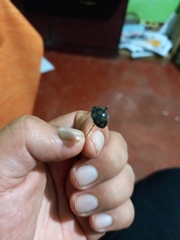 Epilachna mexicana