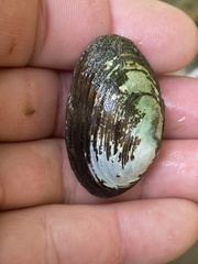 Toxolasma cylindrellum