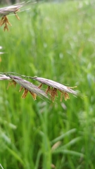 Bromus carinatus