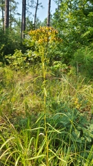 Solidago nitida
