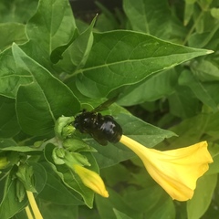 Xylocopa tabaniformis androleuca